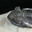Sweet Kayserops Trilobite - Issoumour #4241-1